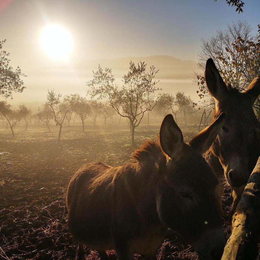 Agriturismo Grecinella Casole dʼElsa Zewnętrze zdjęcie